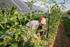 Сонячні панелі збільшують урожай помідорів