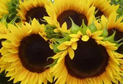 60% соняшнику Україна продає ЄС