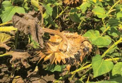 На соняшнику через високу вологість масово розвиваються гнилі