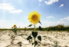 На Житомирщині вирощували соняшник на радіоактивно забруднених землях
