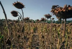 У 2022/23 МР очікується скорочення валового збору соняшнику на 30%