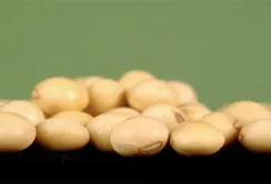 Як і де продаватимуть соєвий шрот у світі