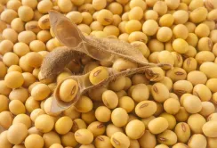 ТОП-5 експортерів сої та продуктів переробки