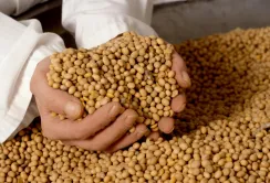 Українські культиватори сої встановлять два рекорда