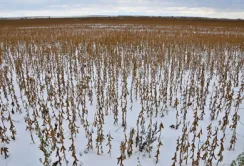 Через снігопади 5% сої та соняшника втратять в якості