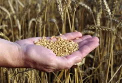 Народний депутат пропонує викупити у аграріїв 10 млн т врожаю