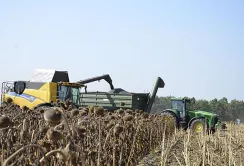 Врожай 2024: стабільний попит на кукурудзу та соняшник, пшениця та ріпак під тиском