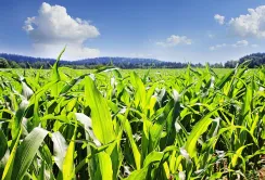 Більшість посівів кукурудзи в Україні в задовільному стані