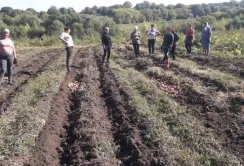 В «Садах Перемоги» Старосинявської громади зібрали врожай картоплі