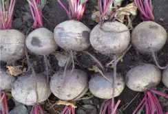 Господарства активно розпродують запаси столових буряків