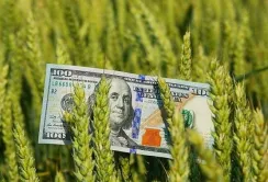 Влада розробляє механізм страхування для кредитування аграріїв на прифронтових територіях