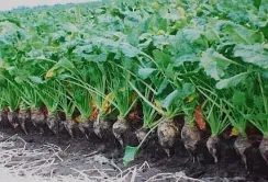 Вступив у дію наказ Мінагрополітики щодо страхування врожаю цукрового буряку