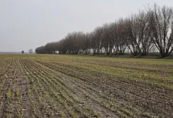 Фермери Сумщини через обстріли зменшують посівні площі