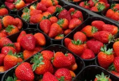 Фермери на окупованій території змушені продавати суницю нижче собівартості