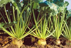 Посівні площі цукрового буряку збільшать на 10%