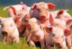 НKSG Agro планує експортувати свиней у Китай