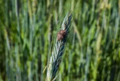 Monsanto і Atomwise розроблятимуть ЗЗР за допомогою штучного інтелекту