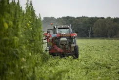 На Поліссі відроджують коноплярство: площі посівів зростуть удвічі