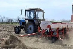 На Одещині затягувати з сівбою соняшнику не будуть