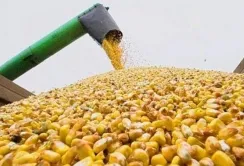 На темпи експорту агропродукції суттєво вплинуть перебої з електропостачанням та повітряні тривоги, – аналітики