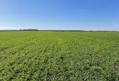 Аномально тепла зима може зашкодити озимій пшениці на Черкащині