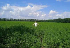 Конопля може дати прибуток втричі більший, ніж кукурудза