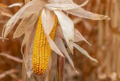 Corteva Agriscience розширює насіннєвий портфель заради підтримки українських фермерів