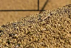 В Мінагрополітики обговорили боротьбу з тіньовим ринком зерна