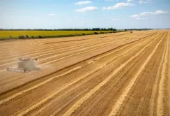 Науковці розрахували точки беззбитковості врожайності сільськогосподарських культур