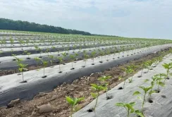 Господарства Вінниччини розширюють асортимент за рахунок овочів