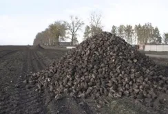 Через посуху на Вінниччині зменшилась врожайність цукрового буряку