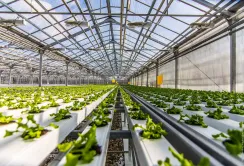 Рентабельність тепличного бізнесу в Україні не перевищує 10%