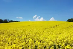 Трейдери активно купують український ріпак, підтримуючи ціни на високому рівні