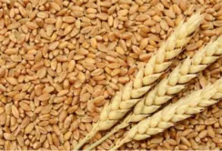 Україна в рамках програми Grain from Ukraine відправить зерно до Кенії
