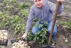 Три врожаї картоплі за рік на Сумщині – цілком реально