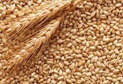 У травні експорт агропродукції зменшився