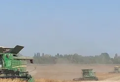 У Західному кластері компанії Агро-Регіон врожаєм сої задоволені