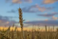 Україна в наступному маркетинговому році може експортувати понад 60 млн т зернових та олійних, – Мінагрополітики