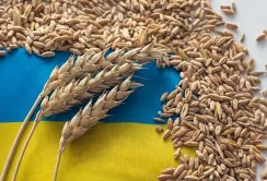 Україна збільшила експорт зернових, зате зменшила експорт борошна