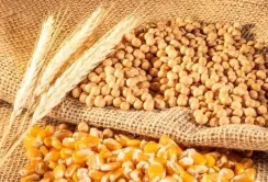 ВАР пропонує викуповувати українську агропродукцію всередині країни