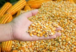 Українська кукурудза стикається з конкуренцією від Південної Америки, а ціни на внутрішньому ринку знижуються