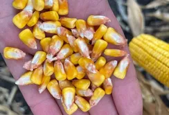 Українська кукурудза може виграти від нових тарифів США