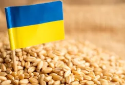 Фермери в Румунії погрожують розпочати загальнонаціональну акцію протесту. Причина – українське зерно
