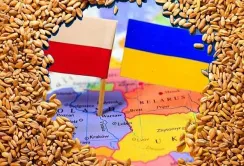 Українського зерна в Польщі не знайшли