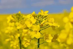 Майже весь український ріпак експортується до ЄС