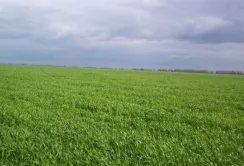 Остання декада травня була задовільною для вегетації всіх сільгоспкультур