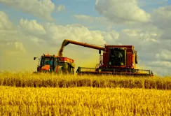 Україна підходить до межі, за якою не впорається зі збором пшениці