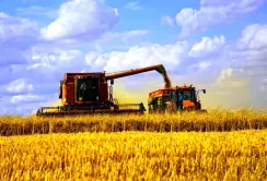 Урожай-2017: в Україні зібрано майже 20 млн т ранніх зернових
