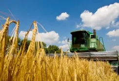 В Україні намолочено понад 300 тис. т зерна нового врожаю