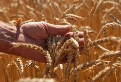 Урожай ранніх культур на Львівщині зріс на 5% порівняно з минулим роком